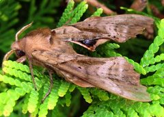Paonias excaecata by Jacy Lucier. Used under a CC BY-SA 4.0 license.