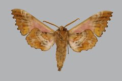 Paonias excaecata BMNHE813688 male un by The Trustees of the Natural History Museum, London. Used under a CC BY 3.0 license.