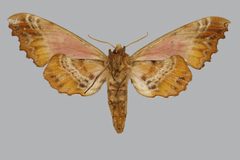 Paonias excaecata BMNHE813689 female un by The Trustees of the Natural History Museum, London. Used under a CC BY 3.0 license.