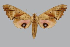 Paonias excaecata BMNHE813689 female up by The Trustees of the Natural History Museum, London. Used under a CC BY 3.0 license.