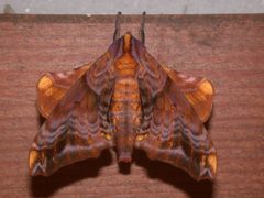 Paonias myops by Michael Hodge from Wartburg, Tennessee, USA. Used under a CC BY 2.0 license.