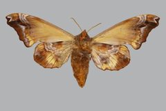 Paonias myops myops BMNHE813726 female un by The Trustees of the Natural History Museum, London. Used under a CC BY 3.0 license.
