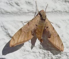 Protambulyx strigilis by pondhawk. Used under a CC BY 2.0 license.
