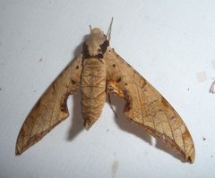 Protambulyx strigilis. Sphingidae - Flickr - gailhampshire by gailhampshire from Cradley, Malvern, U.K. Used under a CC BY 2.0 license.