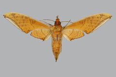 Protambulyx strigilis BMNHE813857 male un by The Trustees of the Natural History Museum, London. Used under a CC BY 3.0 license.