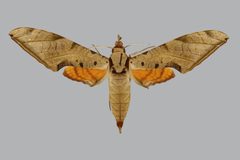 Protambulyx strigilis BMNHE813857 male up by The Trustees of the Natural History Museum, London. Used under a CC BY 3.0 license.