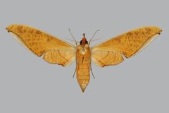 Protambulyx strigilis BMNHE813858 female un by The Trustees of the Natural History Museum, London. Used under a CC BY 3.0 license.