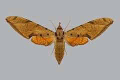 Protambulyx strigilis BMNHE813858 female up by The Trustees of the Natural History Museum, London. Used under a CC BY 3.0 license.