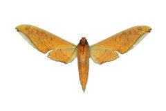 Protambulyx strigilis v by Geoff Gallice. Used under a CC BY 2.0 license.