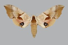 Pinned specimen of a female Smerinthus astarte by The Trustees of the Natural History Museum, London. Used under a CC BY-SA 4.0 license.
