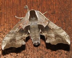 Smerinthus cerisyi by Kelly Cookson from Lafayette, USA. Used under a CC BY-SA 2.0 license.