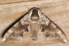 Smerinthus cerisyi1 by Mike Boone. Used under a CC BY-SA 2.5 license.