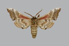 Smerinthus cerisyi BMNHE813680 male un by The Trustees of the Natural History Museum, London. Used under a CC BY 3.0 license.