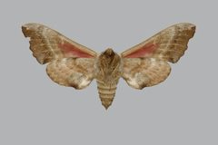 Smerinthus cerisyi BMNHE813681 female un by The Trustees of the Natural History Museum, London. Used under a CC BY 3.0 license.