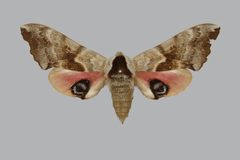 Smerinthus cerisyi BMNHE813681 female up by The Trustees of the Natural History Museum, London. Used under a CC BY 3.0 license.