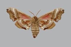 Smerinthus jamaicensis BMNHE813683 female un by The Trustees of the Natural History Museum, London. Used under a CC BY 3.0 license.