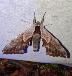 Smerinthus ophthalmica 214582717 by Ben Keen. Used under a CC BY 4.0 license.