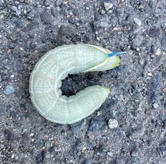 Smerinthus ophthalmica 230171684 by Irene. Used under a CC0 license.