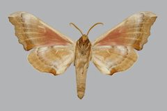 Smerinthus saliceti BMNHE813684 male un by The Trustees of the Natural History Museum, London. Used under a CC BY 3.0 license.
