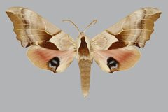 Smerinthus saliceti BMNHE813684 male up by The Trustees of the Natural History Museum, London. Used under a CC BY 3.0 license.