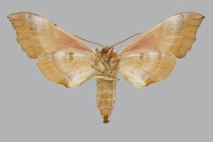 Smerinthus saliceti BMNHE813685 female un by The Trustees of the Natural History Museum, London. Used under a CC BY 3.0 license.