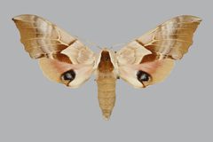 Smerinthus saliceti BMNHE813685 female up by The Trustees of the Natural History Museum, London. Used under a CC BY 3.0 license.