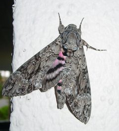 Agrius cingulata by pondhawk. Used under a CC BY-SA 2.0 license.