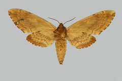 Ceratomia amyntor BMNHE273955 female un by The Trustees of the Natural History Museum, London. Used under a CC BY 3.0 license.
