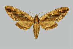 Ceratomia amyntor BMNHE273955 female up by The Trustees of the Natural History Museum, London. Used under a CC BY 3.0 license.
