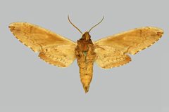 Ceratomia amyntor BMNHE273956 male un by The Trustees of the Natural History Museum, London. Used under a CC BY 3.0 license.