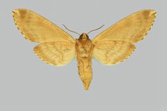 Ceratomia catalpae BMNHE273979 female un by The Trustees of the Natural History Museum, London. Used under a CC BY 3.0 license.