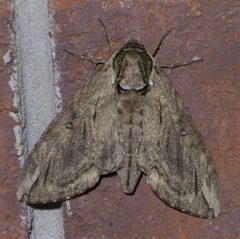 Ceratomia catalpae P1460357a by 
xpda. Used under a CC BY-SA 4.0 license.