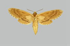 Ceratomia hageni BMNHE273953 female un by The Trustees of the Natural History Museum, London. Used under a CC BY 3.0 license.