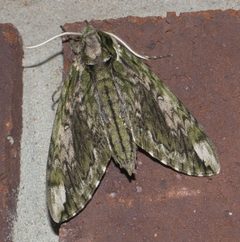 Ceratomia hageni P1190380b by 
xpda. Used under a CC BY-SA 4.0 license.
