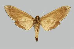 Ceratomia sonorensis BMNHE273977 female un by The Trustees of the Natural History Museum, London. Used under a CC BY 3.0 license.
