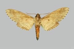 Ceratomia sonorensis BMNHE273978 male un by The Trustees of the Natural History Museum, London. Used under a CC BY 3.0 license.