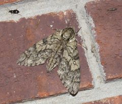 Ceratomia undulosa P1020043b by 
xpda. Used under a CC BY-SA 4.0 license.