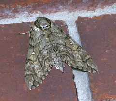 Ceratomia undulosa P1190460a by 
xpda. Used under a CC BY-SA 4.0 license.