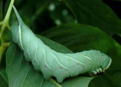 Ceratomia undulosa larva 1 by Jacy Lucier. Used under a CC BY-SA 4.0 license.
