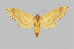 Ceratomia undulosa undulosa BMNHE273957 female un by The Trustees of the Natural History Museum, London. Used under a CC BY 3.0 license.