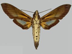 Cocytius antaeus BMNHE273548 male un by The Trustees of the Natural History Museum, London. Used under a CC BY 3.0 license.