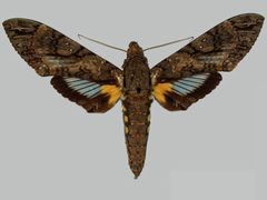 Cocytius antaeus BMNHE273548 male up by The Trustees of the Natural History Museum, London. Used under a CC BY 3.0 license.