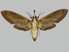 Cocytius antaeus BMNHE273549 female un by The Trustees of the Natural History Museum, London. Used under a CC BY 3.0 license.