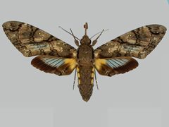 Cocytius antaeus BMNHE273549 female up by The Trustees of the Natural History Museum, London. Used under a CC BY 3.0 license.