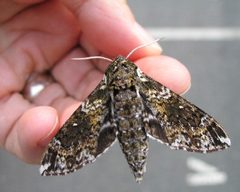 Dolba hyloeus by Brent Steury. Used under a Public domain license.