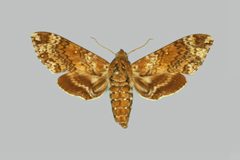 Dolba hyloeus BMNHE273946 female up by The Trustees of the Natural History Museum, London. Used under a CC BY 3.0 license.