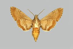 Dolba hyloeus BMNHE273947 male un by The Trustees of the Natural History Museum, London. Used under a CC BY 3.0 license.