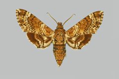 Dolba hyloeus BMNHE273947 male up by The Trustees of the Natural History Museum, London. Used under a CC BY 3.0 license.
