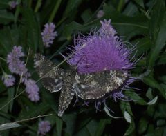 Dolba hyloeus P1290996a by 
xpda. Used under a CC BY-SA 4.0 license.