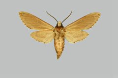Isoparce cupressi BMNHE273981 male un by The Trustees of the Natural History Museum, London. Used under a CC BY 3.0 license.